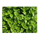 Organic Greek Oregano (Seeds) Nordic Seeds - La Boite à Grains