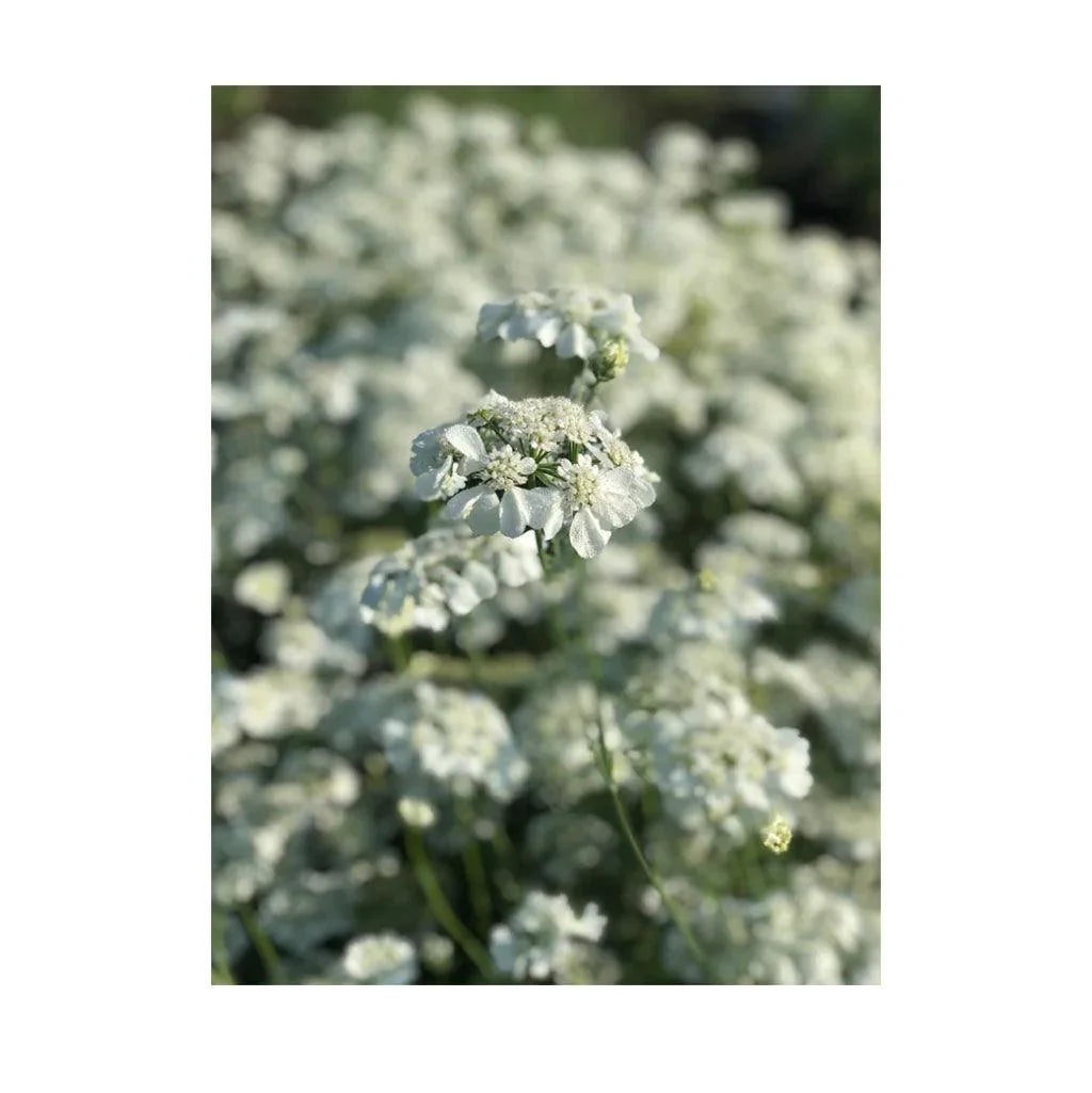 Orlaya Organic (Seeds) Nordic Seeds - La Boite à Grains