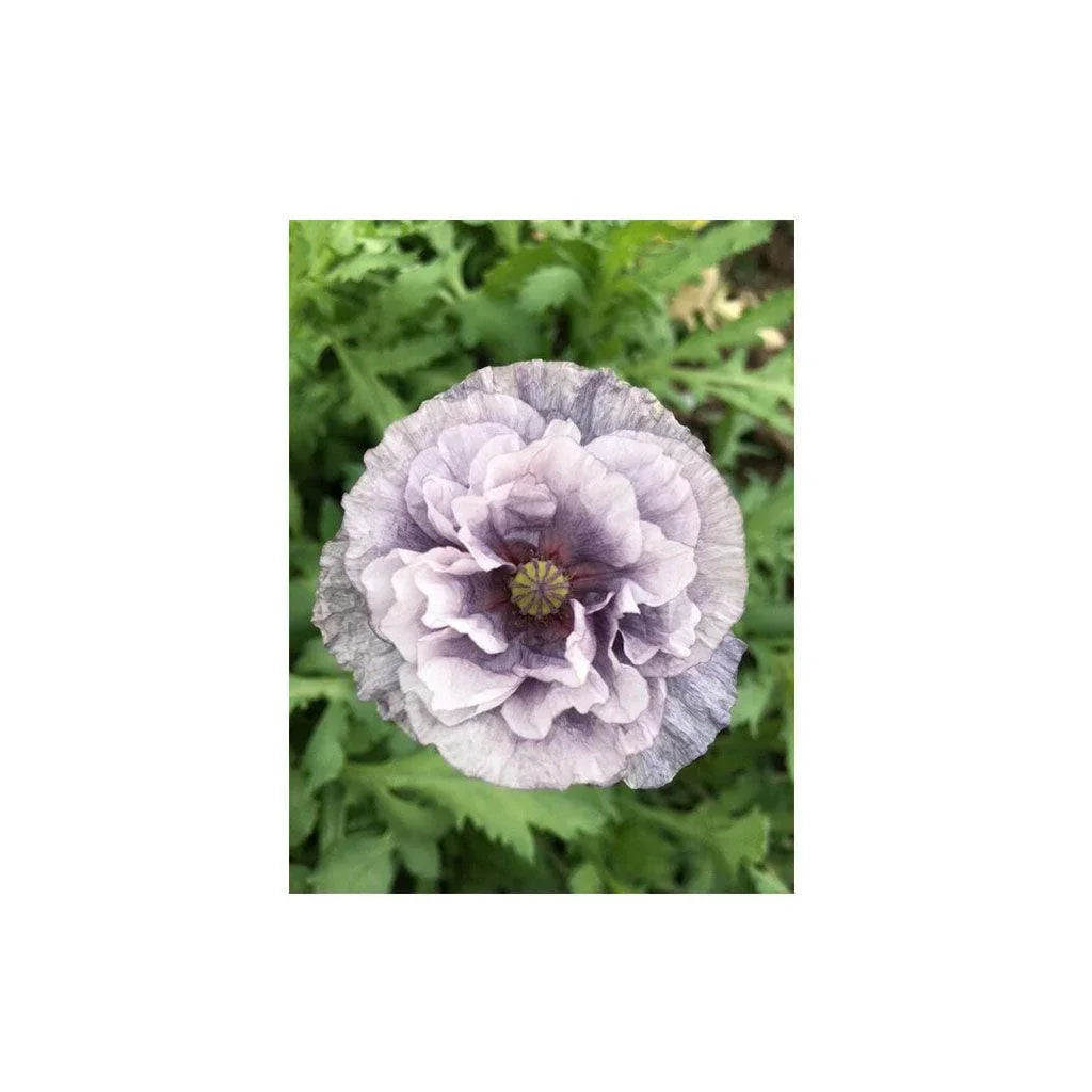 Organic Amazing Gray Poppy (Seeds) Nordic Seeds - La Boite à Grains