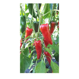 Piment d'Espelette Biologique (Semences) Semences Nordiques - La Boite à Grains