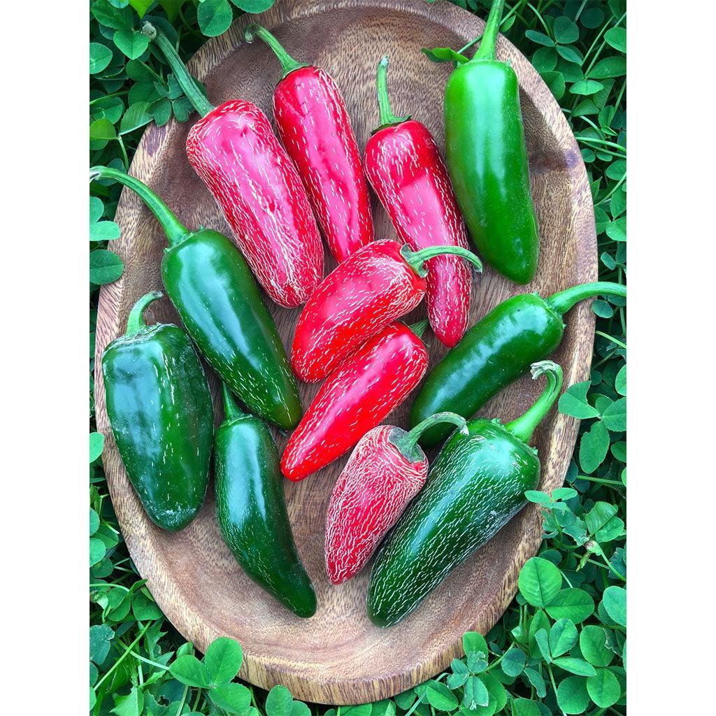 Organic Early Jalapeño Pepper (Seeds) Nordic Seeds - La Boite à Grains