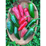 Organic Early Jalapeño Pepper (Seeds) Nordic Seeds - La Boite à Grains