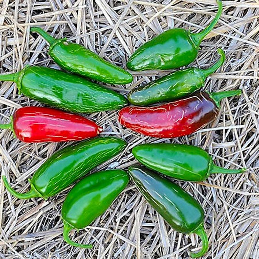 Organic Jalapeño Tam Pepper Les Jardins de l'Écoumène - La Boite à Grains