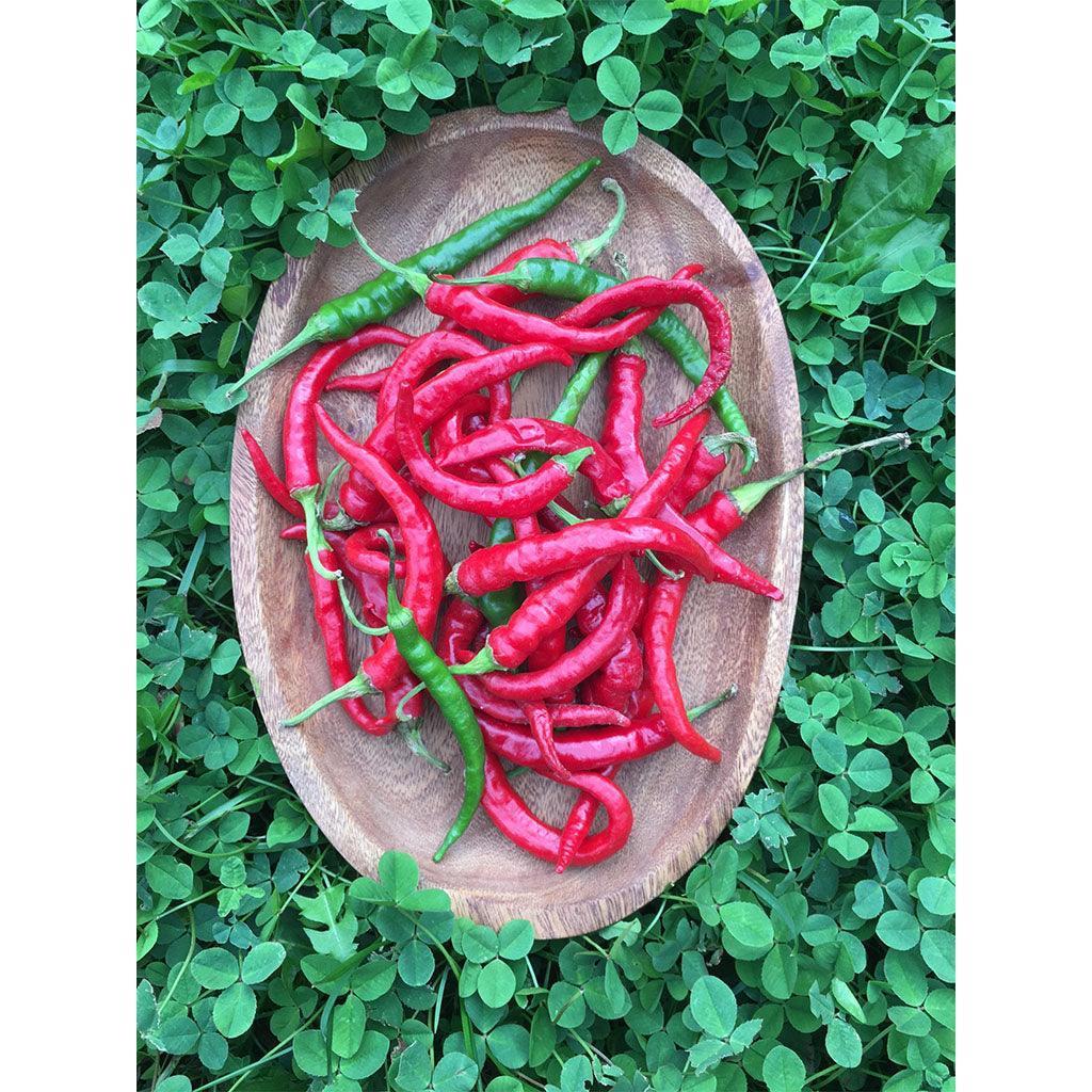 Organic Long Red Cayenne Pepper (Seeds) Nordic Seeds - La Boite à Grains