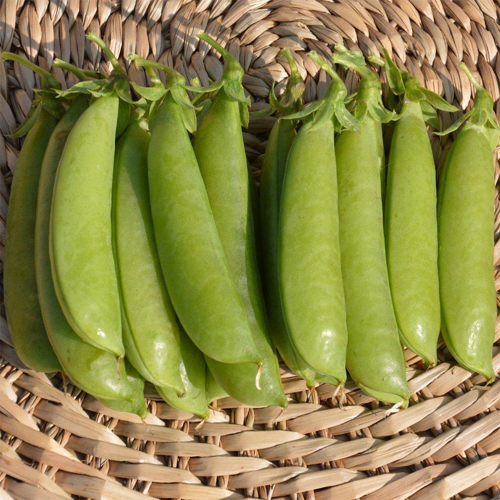 Pois Cascadia Biologique Les Jardins de l'Écoumène - La Boite à Grains