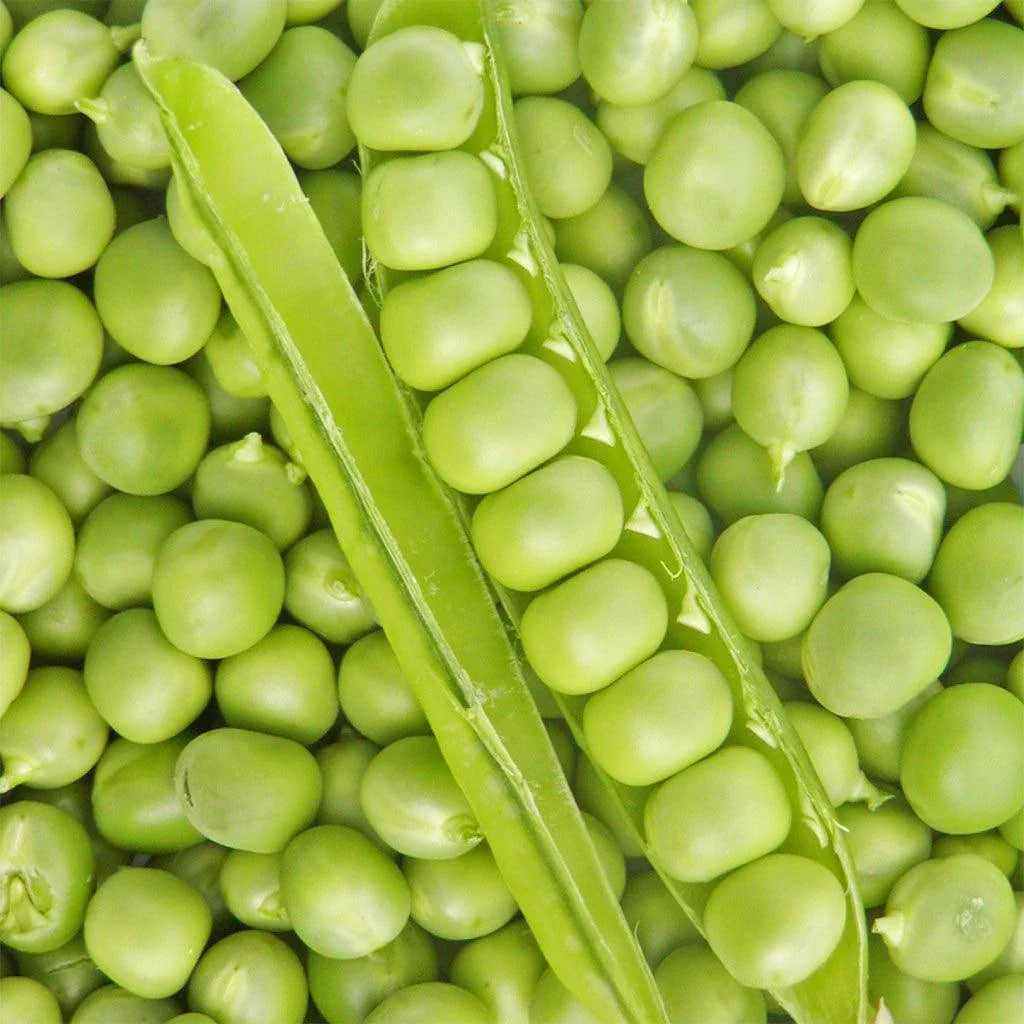 Pois Petit Provençal Biologique Les Jardins de l'Écoumène - La Boite à Grains