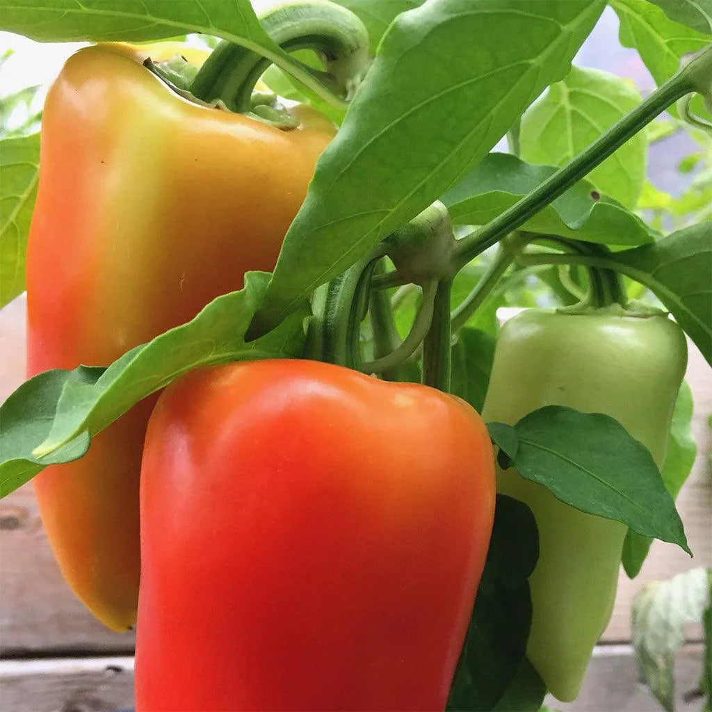 Antohi Romania Organic Pepper Les Jardins de l'Écoumène - La Boite à Grains