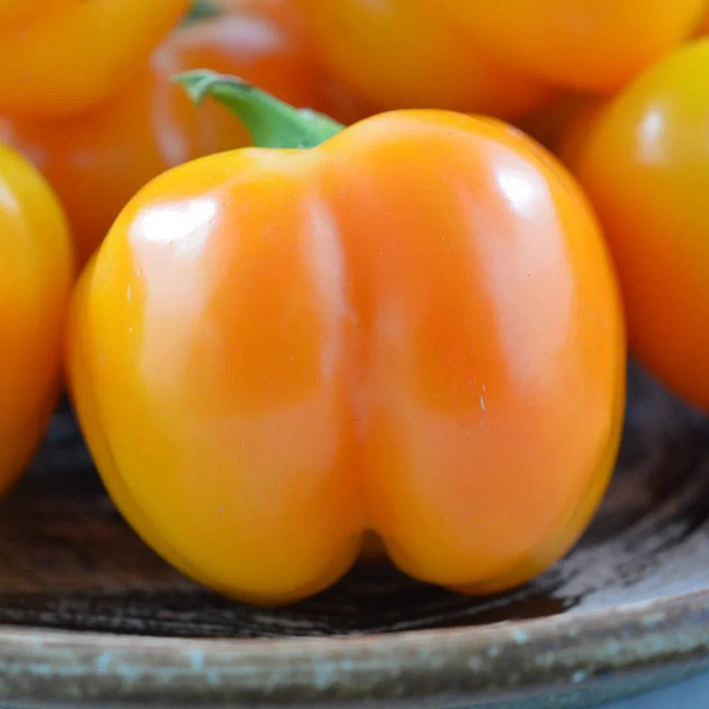 Doe Hill Organic Pepper Les Jardins de l'Écoumène - La Boite à Grains