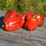 Organic King of the North pepper Les Jardins de l'Écoumène - La Boite à Grains