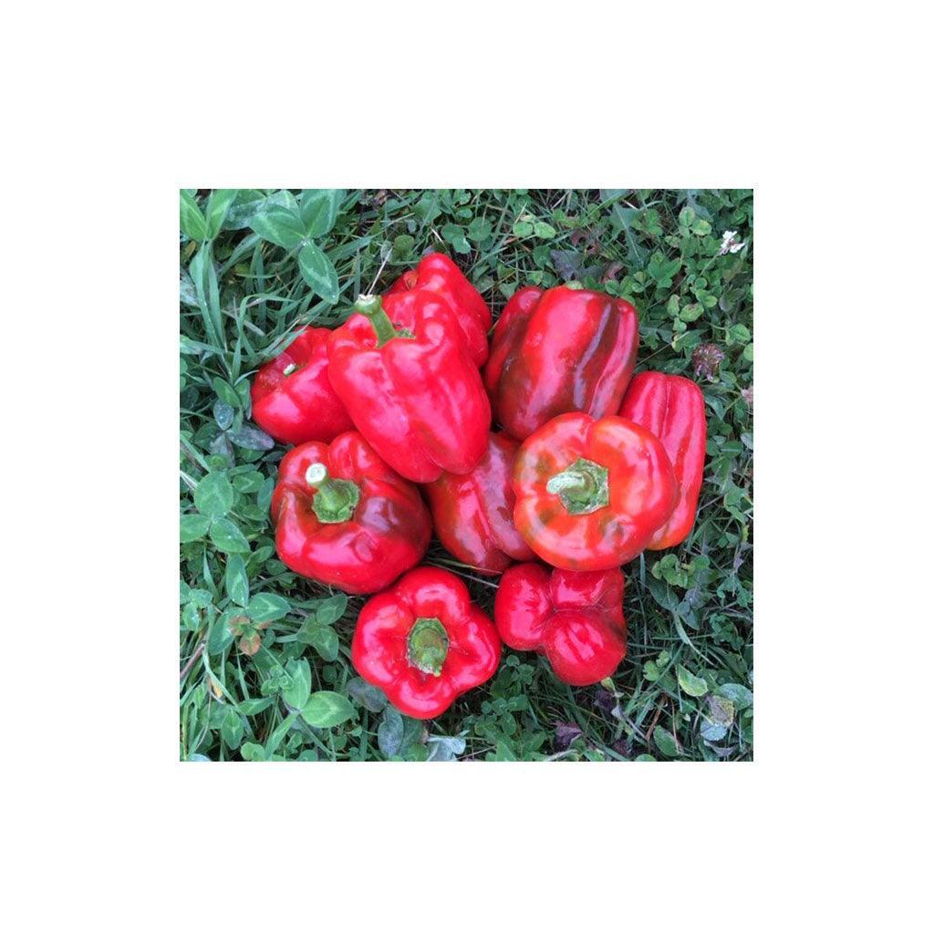 Organic Peacework Pepper (Seeds) Nordic Seeds - La Boite à Grains
