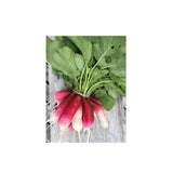 Organic French Breakfast Radish (Seeds) Nordic Seeds - La Boite à Grains