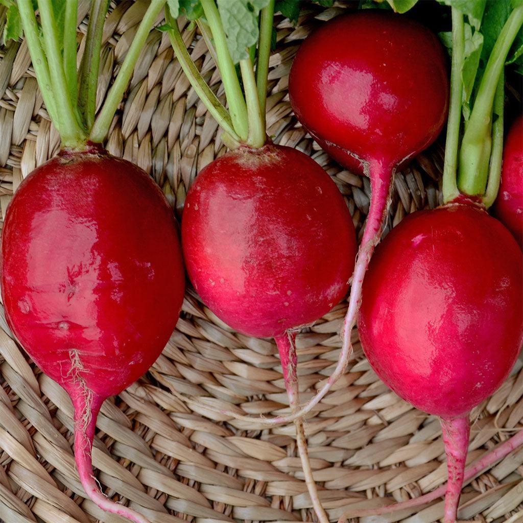 Organic Sicilian Giant Radish Les Jardins de l’Écoumène