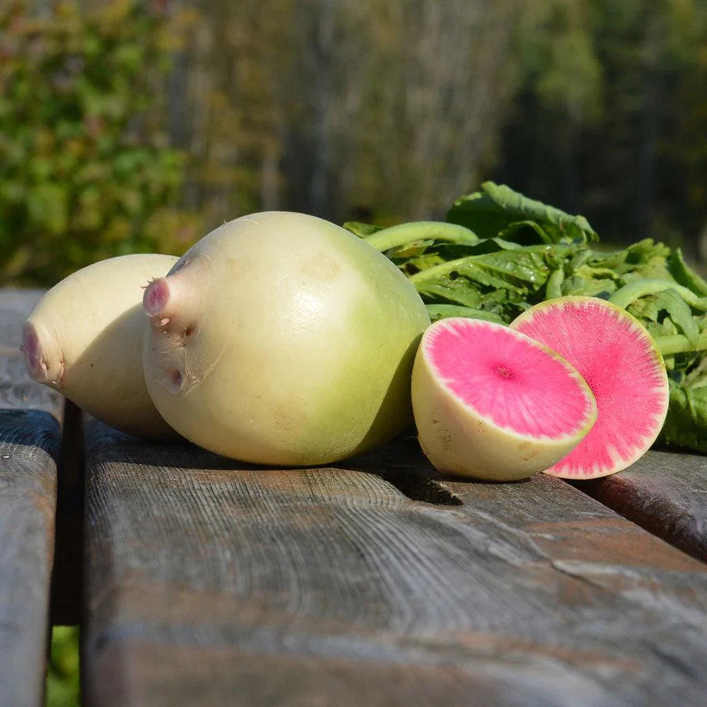 Organic Watermelon Radish Les Jardins de l'Écoumène - La Boite à Grains