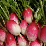 Radish Small Breakfast French Organic Les Jardins de l'Écoumène - La Boite à Grains