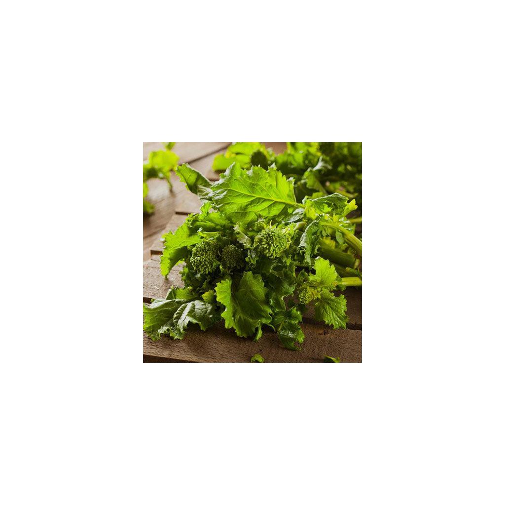 Rapini Spring Raab Organic Les Jardins de l’Écoumène