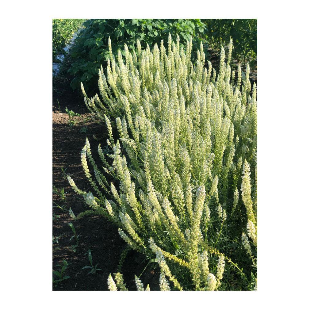 Reseda Alba White Mignonette Organic (Seeds) Nordic Seeds - La Boite à Grains