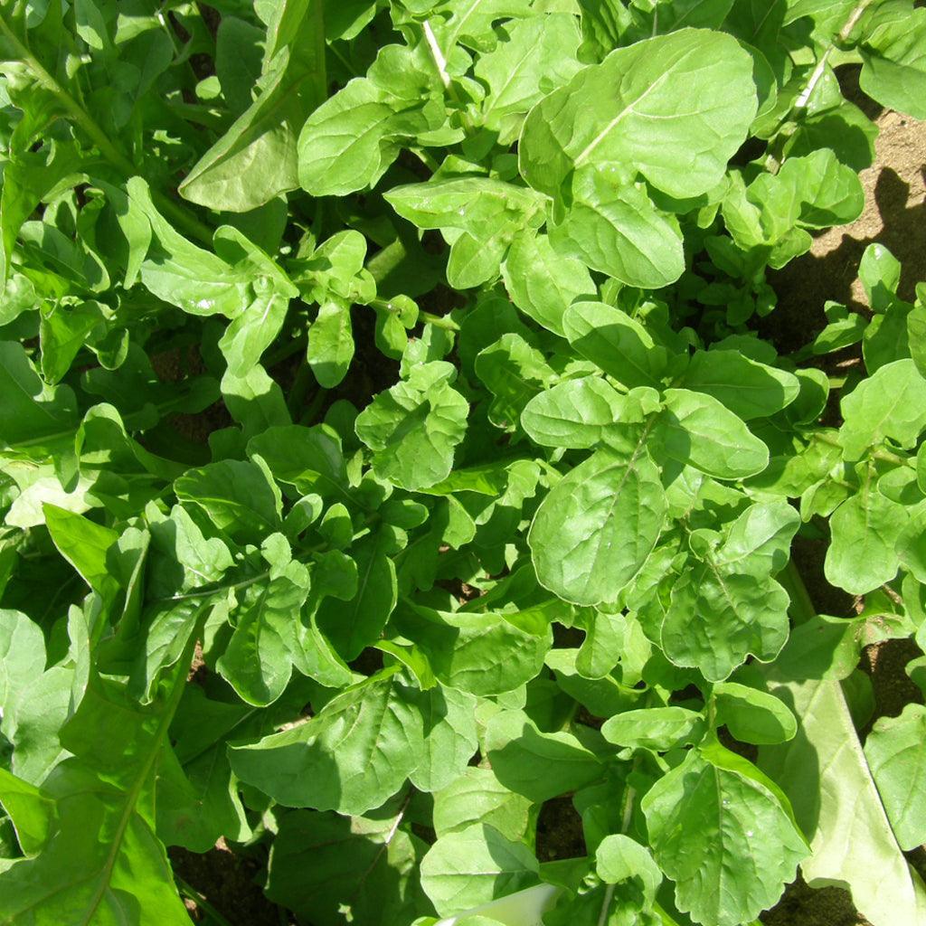 Roquette de Jardin Biologique Les Jardins de l'Écoumène - La Boite à Grains