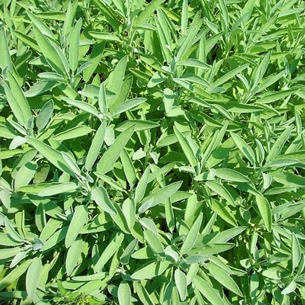 Organic Officinal Sage Les Jardins de l’Écoumène - La Boite à Grains
