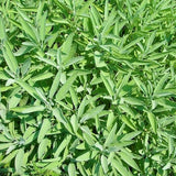Organic Officinal Sage Les Jardins de l’Écoumène - La Boite à Grains