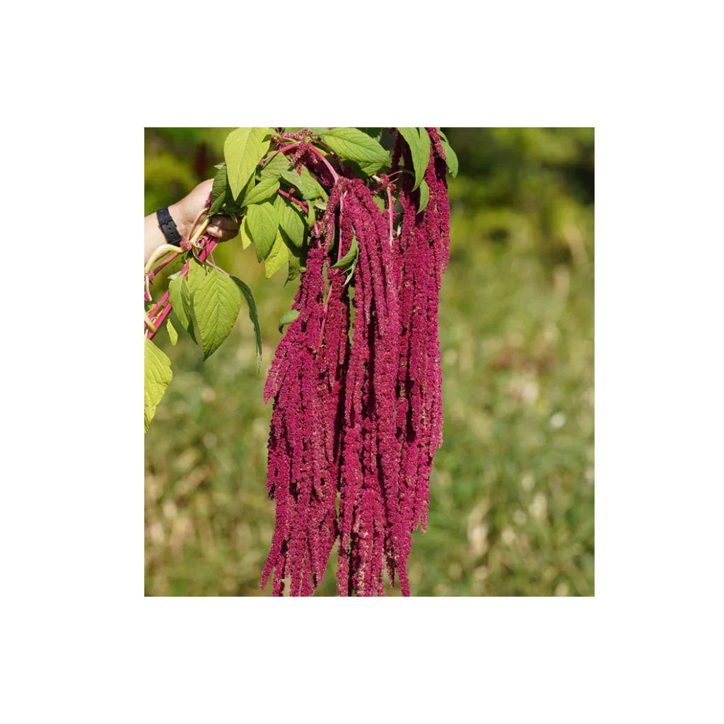 amarante love lies bleeding Semences Nordiques - La Boite à Grains