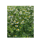 Organic Chamomile (Seeds) Nordic Seeds