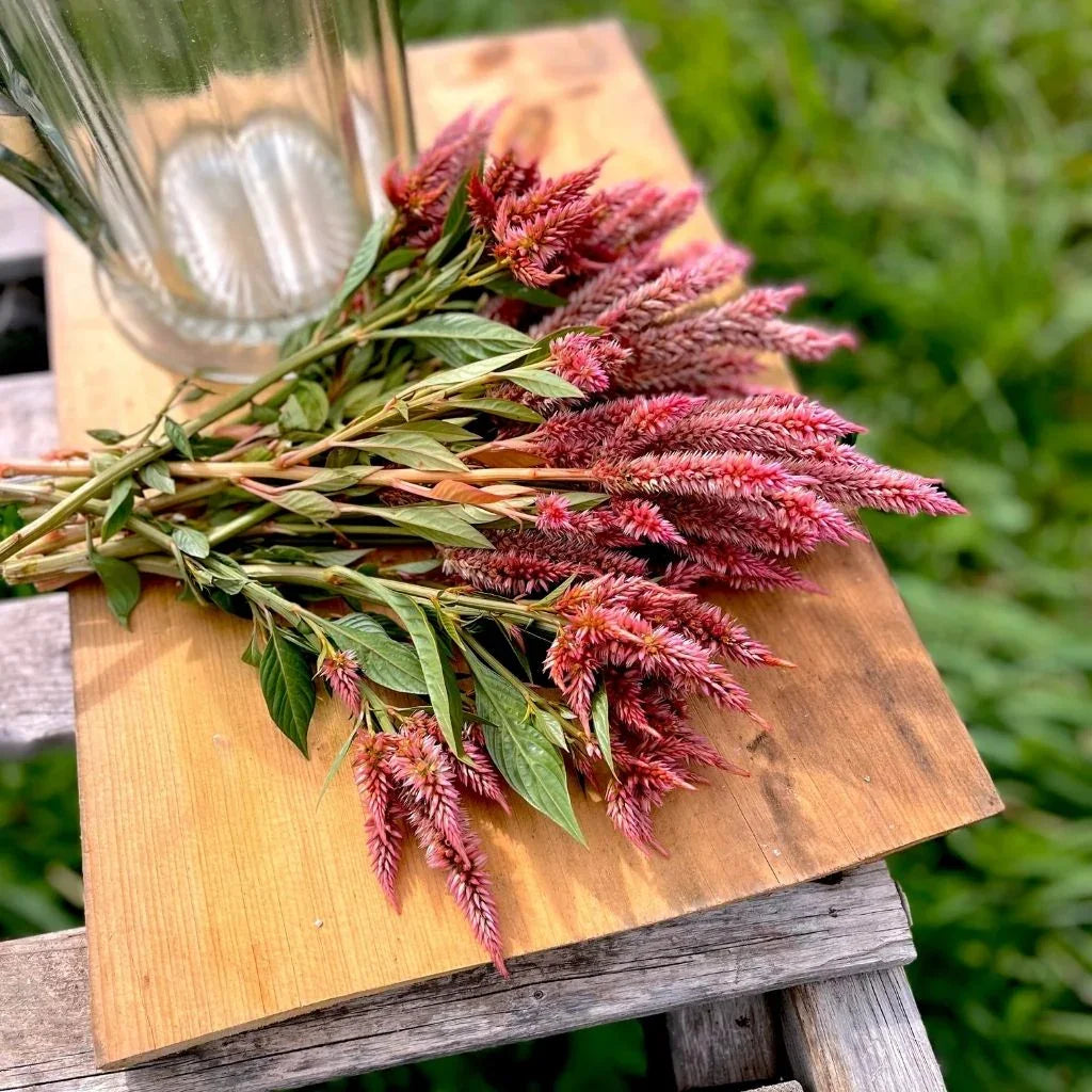 celosia Celway Organic Terracotta Nordic Seeds - La Boite à Grains