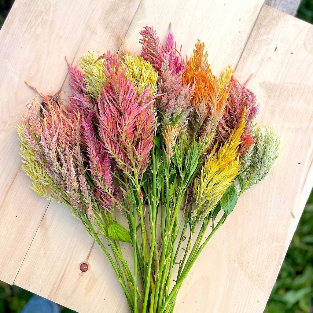 Celosia Shimmer Nordic Seeds - La Boite à Grains