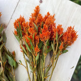 celosia Sunday Bright Orange organic Nordic Seeds - La Boite à Grains