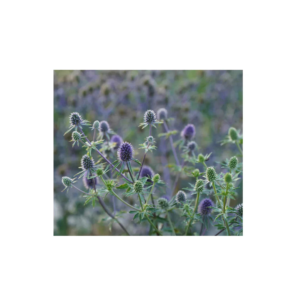 blue thistle Nordic Seeds - La Boite à Grains