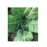Cabbage Collard Champion Organic (Seeds) Nordic Seeds
