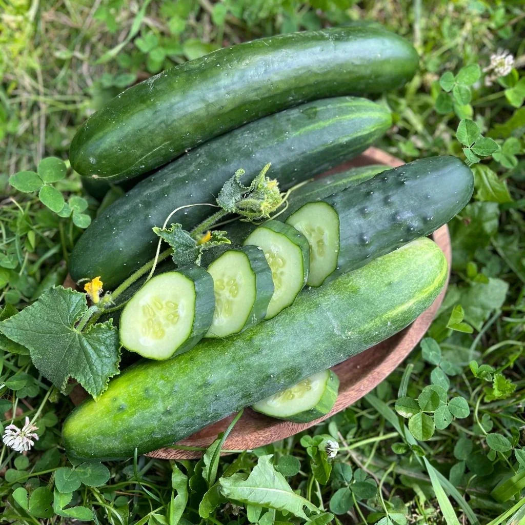organic field cucumber Nordic Seeds - La Boite à Grains