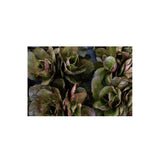 Organic Red Winter Lettuce (Seeds) Nordic Seeds