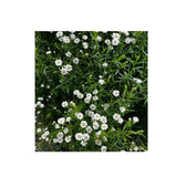 Yarrow Double Diamond Pearl Nordic Seeds - La Boite à Grains