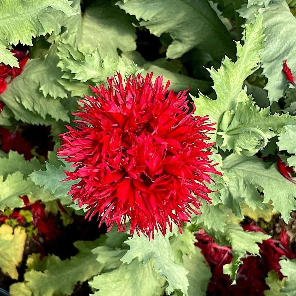 pavot Crimson Pompom biologique Semences Nordiques - La Boite à Grains