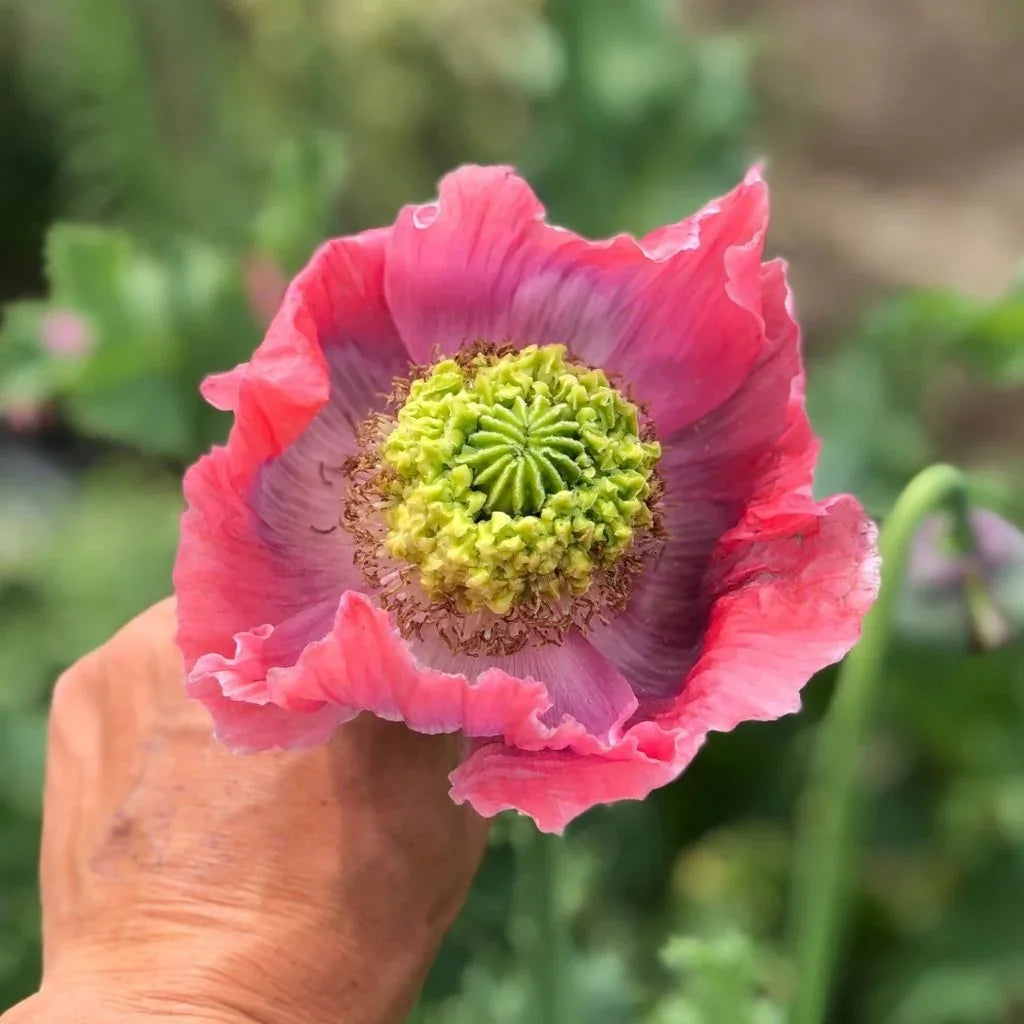 poppy Hens and Chicks Nordic Seeds - La Boite à Grains