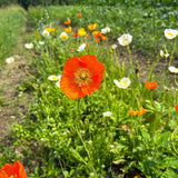 Icelandic poppy Giant Mix Nordic Seeds - La Boite à Grains