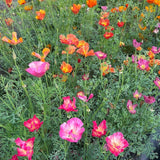 Californian poppy XL Jelly Bean Nordic Seeds - La Boite à Grains