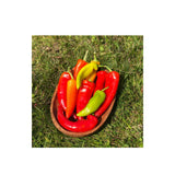 Organic Hungarian Wax Pepper (Seeds) Nordic Seeds