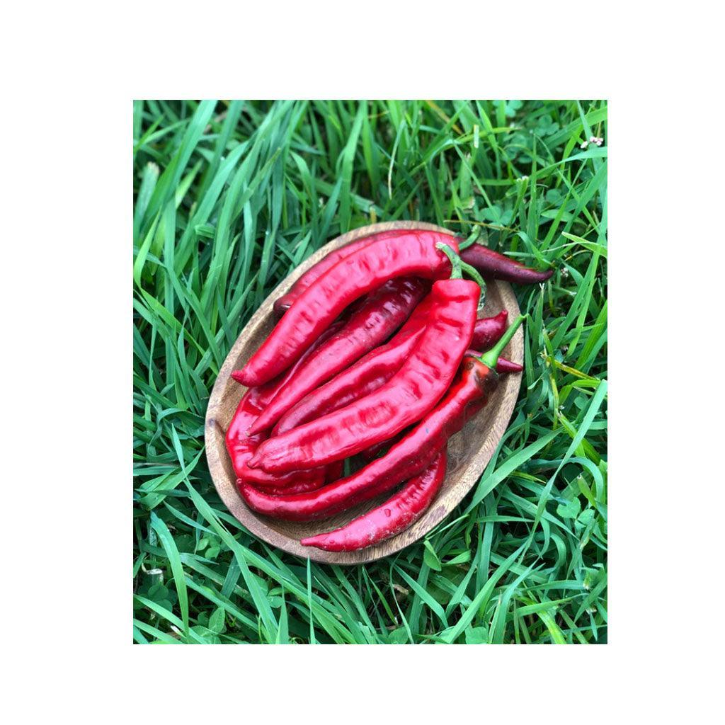 Organic Jimmy Nardello Pepper (Seeds) Nordic Seeds