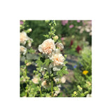 Hollyhocks Champagne Double Majorette Organic (Seeds) Nordic Seeds