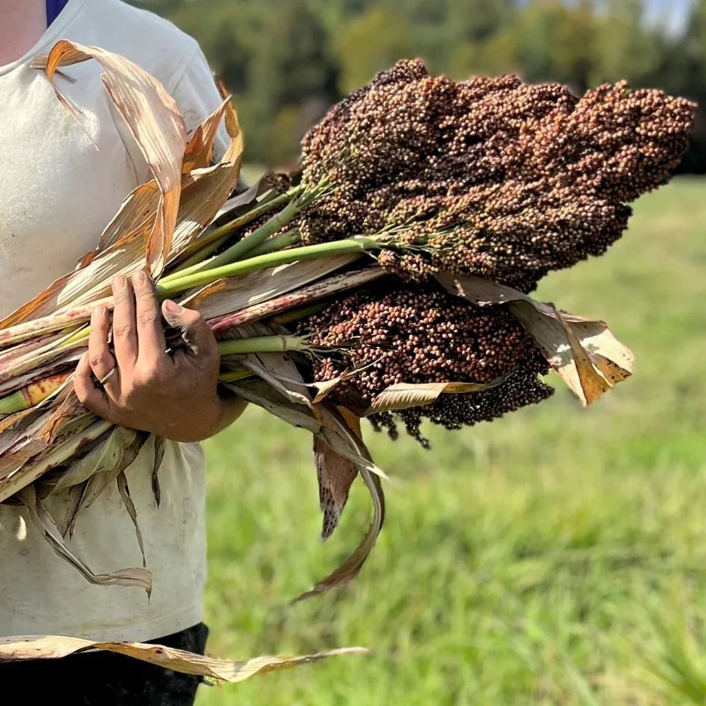 organic sorghum Ba-Ye-Ki Nordic Seeds - La Boite à Grains