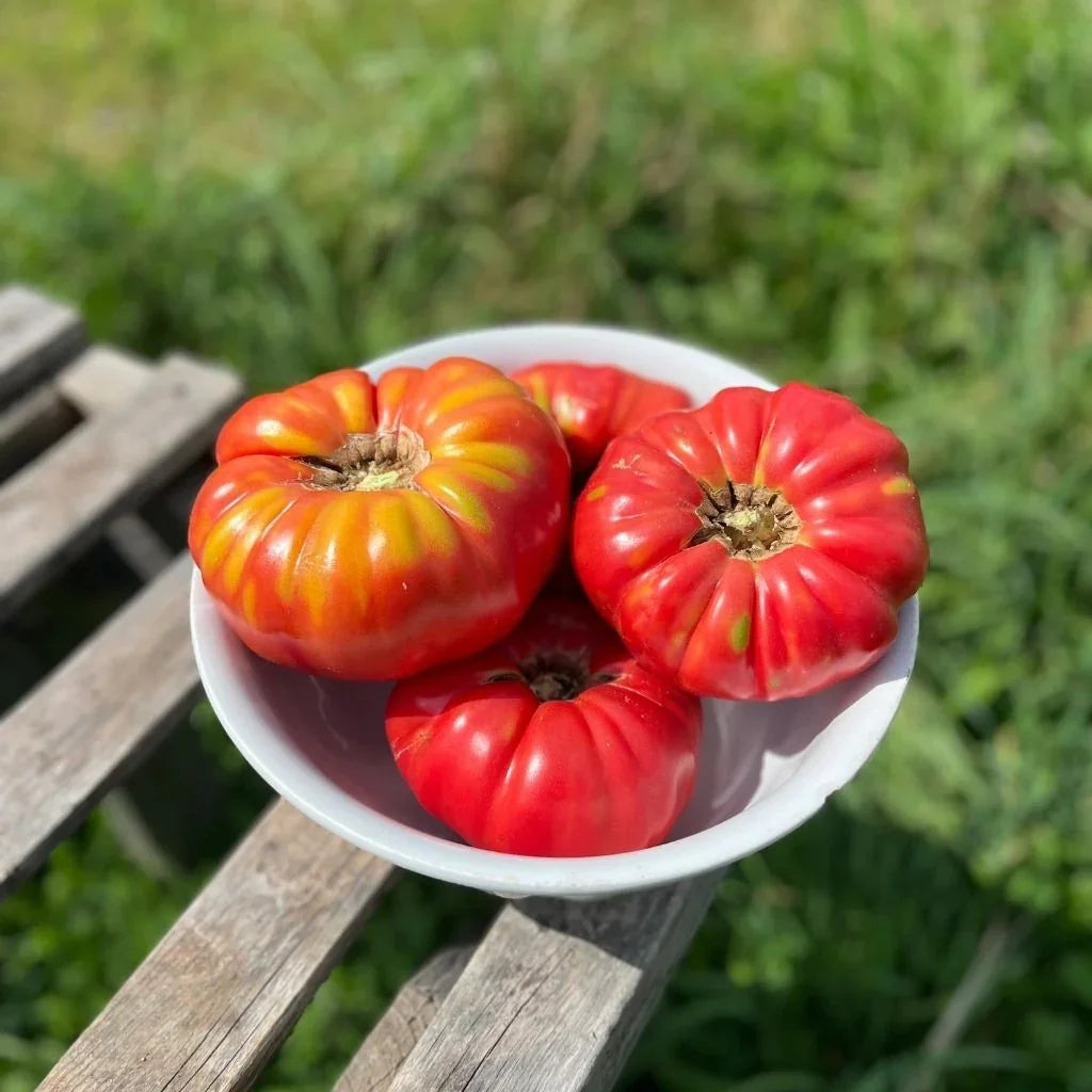 tomato Mémé de Beauce Semences Nordiques - La Boite à Grains