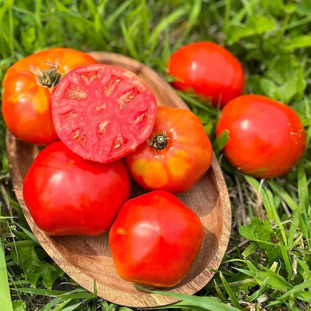 organic Moscovitch tomato Nordic Seeds - La Boite à Grains