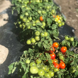 dwarf tomato Minibel Nordic Seeds - La Boite à Grains