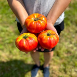 tomate Pruden's Purple Semences Nordiques - La Boite à Grains