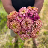 Zinnia Ballerina Nordic Seeds - La Boite à Grains