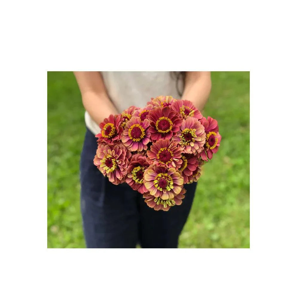Zinnia Queen Lime Red Biologique (Semences) Semences Nordiques
