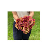 Zinnia Queen Lime Red Biologique (Semences) Semences Nordiques