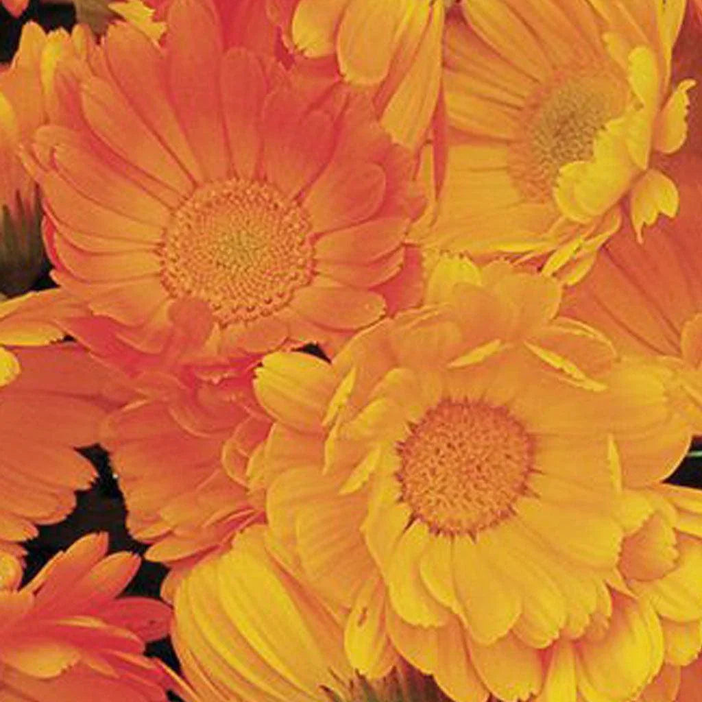 Marigold of Organic Garden Les Jardins de l'Écoumène - La Boite à Grains