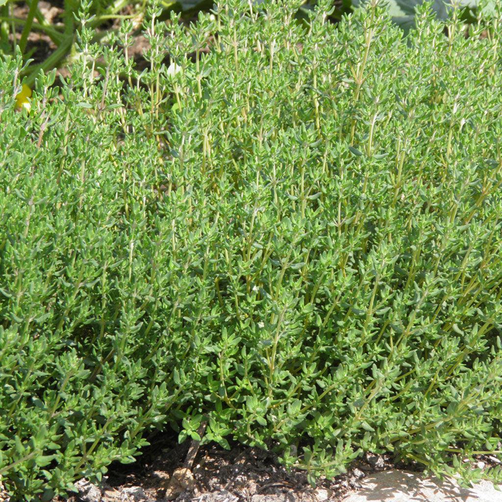 Organic German Thyme Les Jardins de l’Écoumène - La Boite à Grains